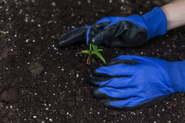 istock Woman planting a seedling 973124066