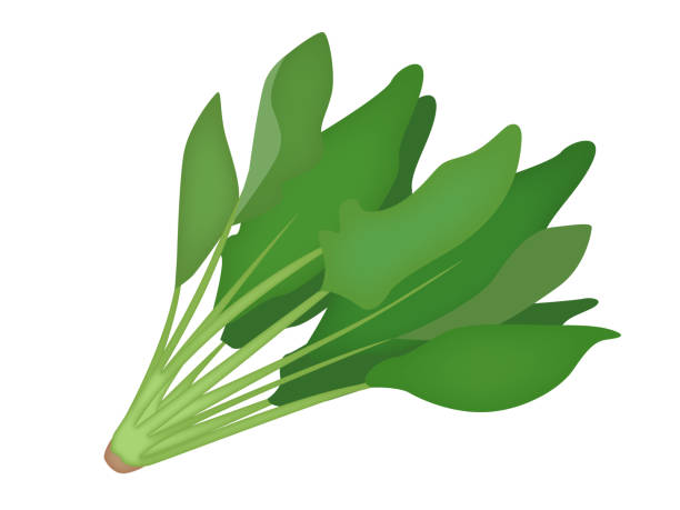 ホウレンソウの - spinach点のイラスト素材／クリップアート素材／マンガ素材／アイコン素材
