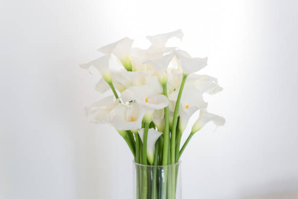 istock beautiful flower bouquet of calla 973151892