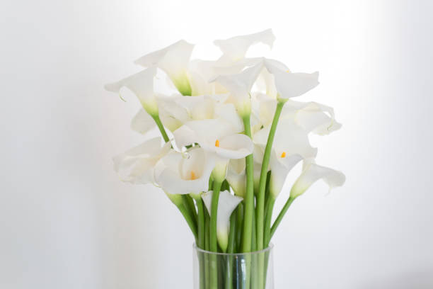 istock beautiful flower bouquet of calla 973153926