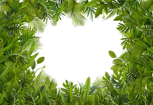 istock Summer tropical leaves for banner and background, different leaf, rainforest plant. coppy space and blank text. 973154200