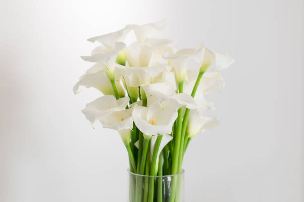 istock beautiful flower bouquet of calla 973157186