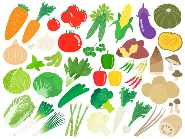 zestaw ilustracji warzyw. - vegetable asparagus cauliflower legume stock illustrations