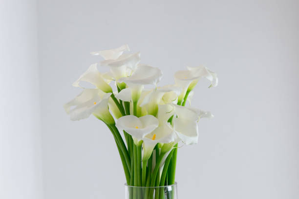 istock beautiful flower bouquet of calla 973159384