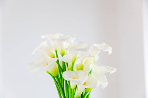 istock beautiful flower bouquet of calla 973159720