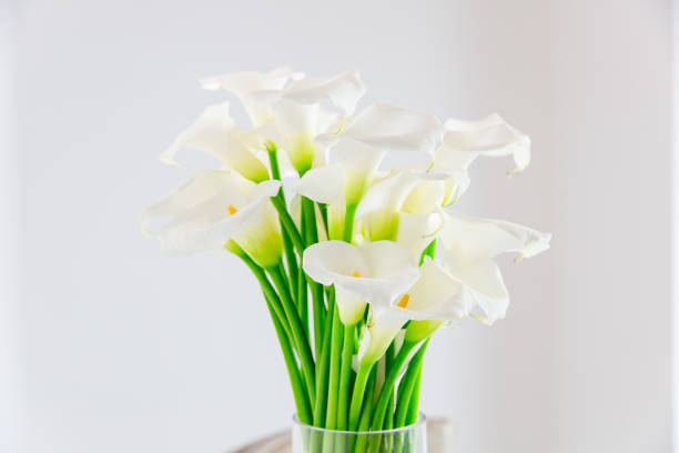 istock beautiful flower bouquet of calla 973159784