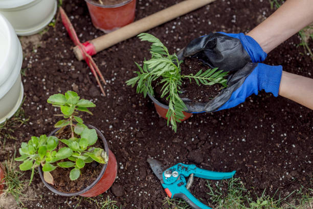 istock Gardener planting flowers 973159810