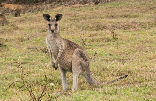 istock Australian native Kangaroo standing in green grass field looking to camera 973163564