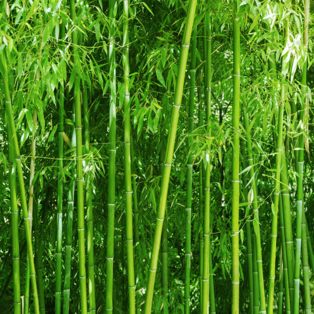 Bamboo grove. Bright green plants. Background Bamboo grove. Bright green plants. Background bamboo plant stock pictures, royalty-free photos & images