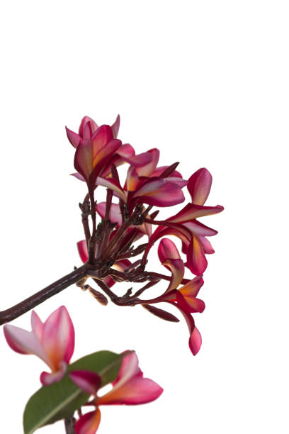 istock Plumeria color pink on white background 973166202