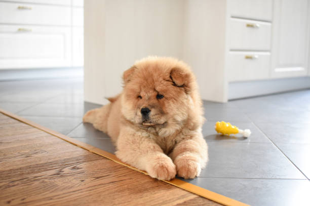 istock Chow chow puppy in the house 973169518
