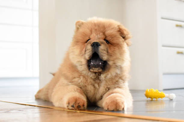 istock Chow chow puppy in the house 973169848