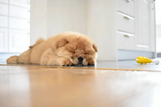 Photo of Chow chow puppy in the house