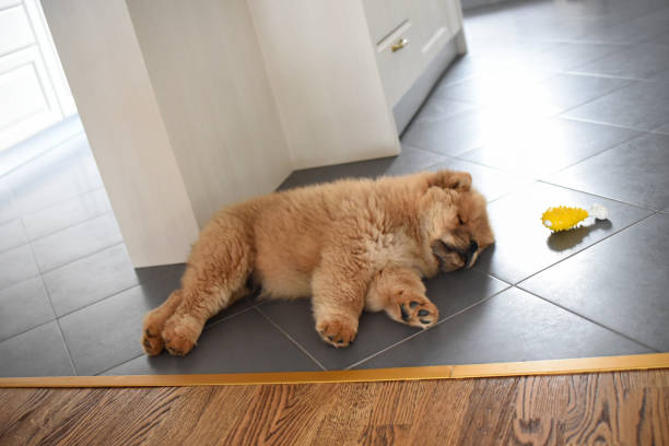 istock Chow chow puppy in the house 973170104