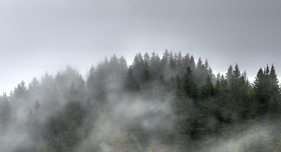 trees and forest in the fog and mist in the hills of Switzerland