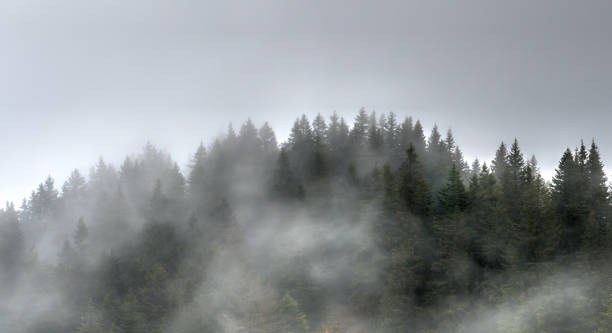 trees and forest in the fog and mist in the hills of switzerland - switzerland forest storm summer imagens e fotografias de stock