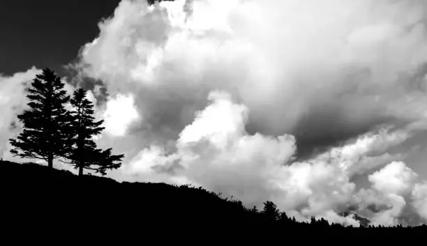 Black and white view of two lone pine trees on the horizon under a wild and expressive cloudy sky