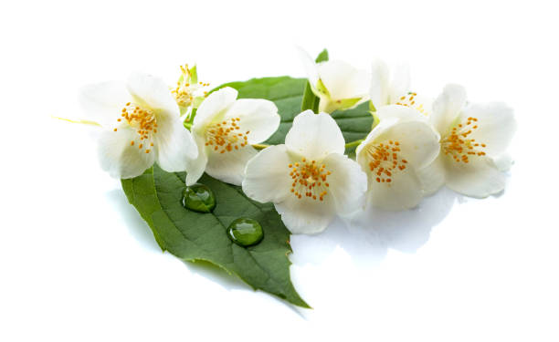istock Branch of blooming jasmine on white background. 973177114