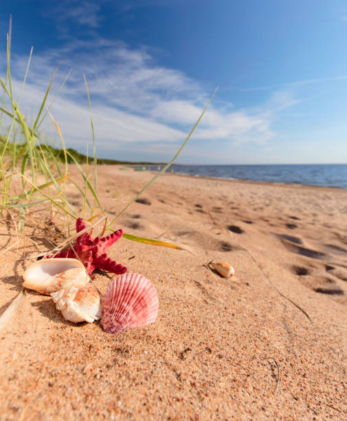 istock Summer beach in a tropical paradise. 973177146