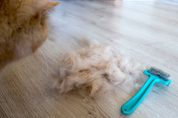 istock The combed hair of the cat 973180332
