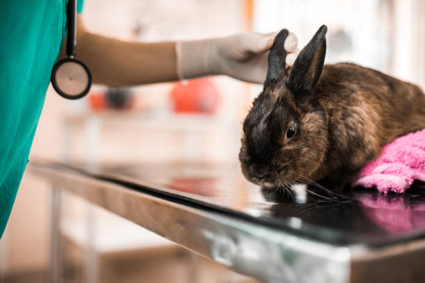 istock Rabbit on medical examination at vet's office. 973181642