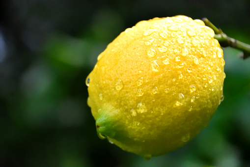A lemon on a tree after a a storm