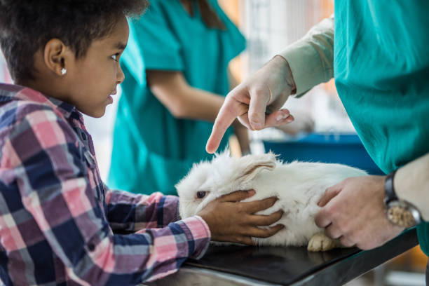 istock Little black girl brought her rabbit at vet's office. 973185900