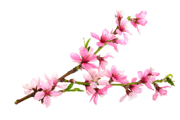 istock Cherry blossom, sakura flowers isolated on white background 973191626