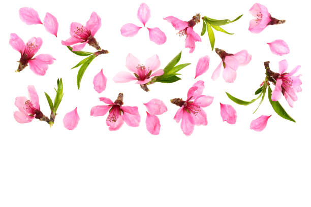 istock Cherry blossom, sakura flowers isolated on white background with copy space for your text. Top view. Flat lay pattern 973191650