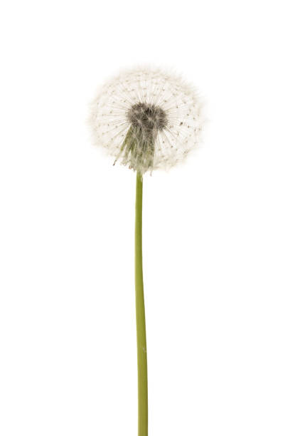 istock Old dandelion isolated on white background closeup 973191660