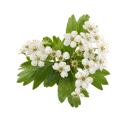 Hawthorn or Crataegus monogyna branch with flowers isolated on a white background.