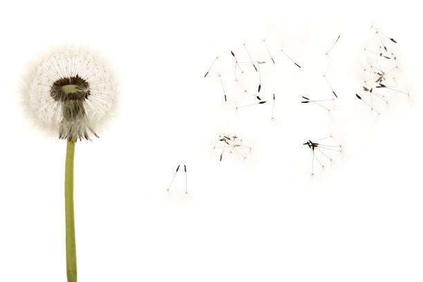 istock Old dandelion isolated on white background closeup 973191686