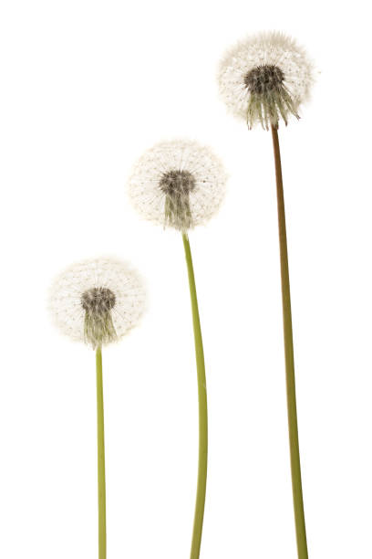 istock Old dandelion isolated on white background closeup 973191690