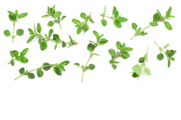 istock Fresh thyme spice isolated on white background with copy space for your text. Top view. Flat lay pattern 973191790