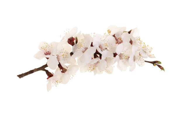 Branch with apricot flowers isolated on white background. Top view. Flat lay.