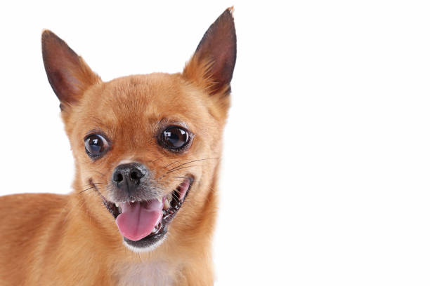 istock Funny brown dog on a white background 973194488