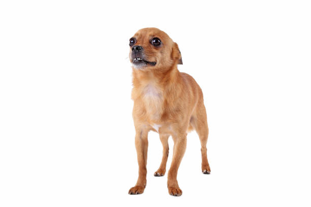istock Funny dog isolated on a white background 973194510