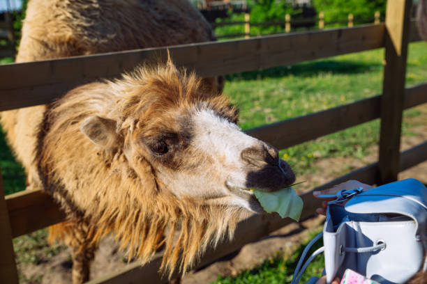 kamel. tier füttern. wochenende im zoo - camel animal dromedary camel desert stock-fotos und bilder