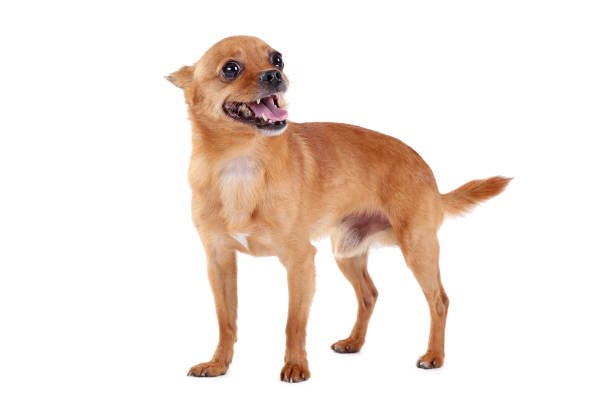istock Funny dog isolated on a white background 973194956