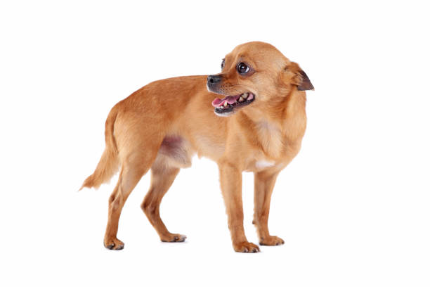 istock Funny dog isolated on a white background 973195128