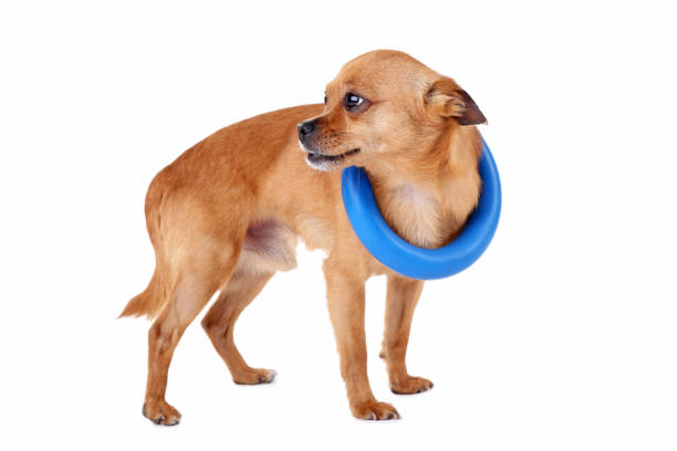 istock Funny dog with toy isolated on a white background 973195182