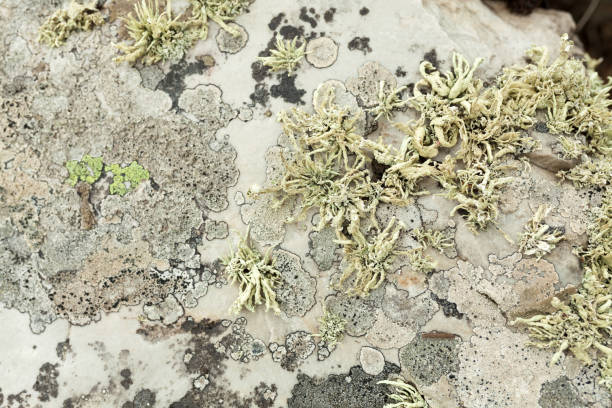 istock Nature Backgrounds. North botanical garden close up background 973195792