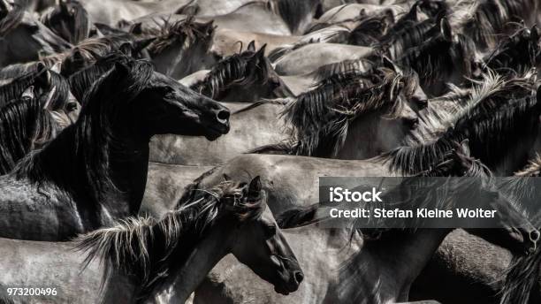 Wild Horses Ii Stock Photo - Download Image Now - Horse, Animals In The Wild, Running