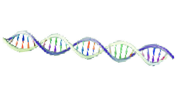 abstrakte dna-spirale. isoliert auf weißem hintergrund. vektor-illustration. - dna helix spiral color image stock-grafiken, -clipart, -cartoons und -symbole