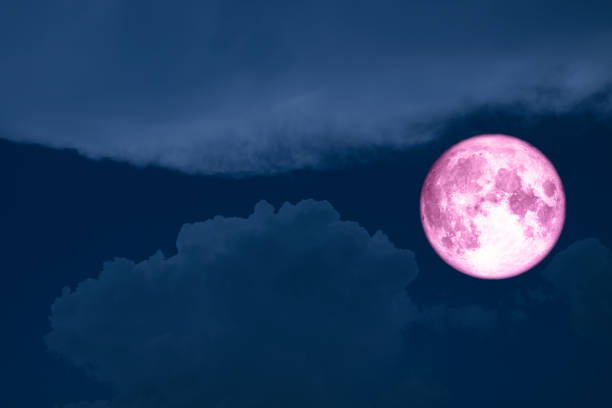 istock super full pink moon silhouette tree forest star on sky 973207380