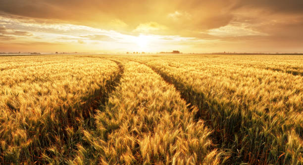 istock Panorama of wheat field at sunset 973209446