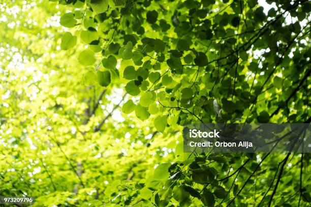 Forest Images Stock Photo - Download Image Now - Tree Canopy, Beech Tree, Leaf