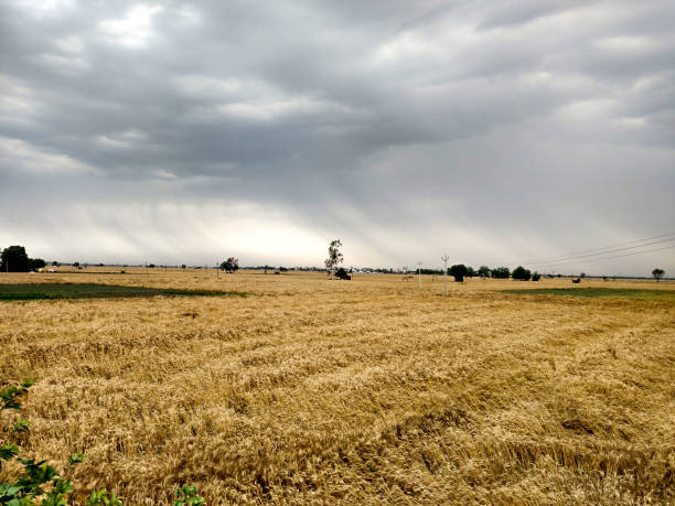 gefallen reife getreide wegen regen und schlechtem wetter. - crop damage stock-fotos und bilder