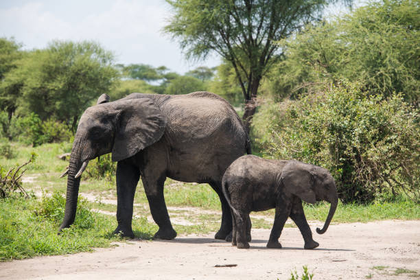 istock Big African elephant with small baby 973216140
