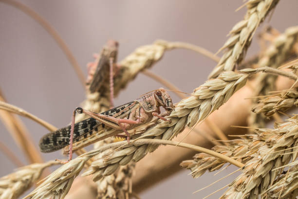 gafanhoto marrom na natureza, gafanhoto pássaro migratório - cricket locust grasshopper insect - fotografias e filmes do acervo